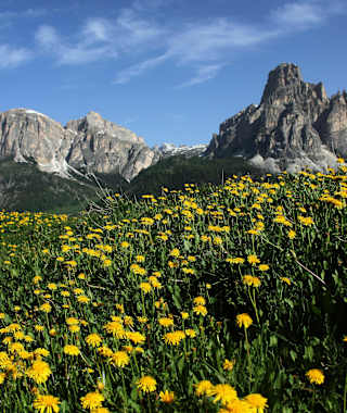Blick auf den Sassongher